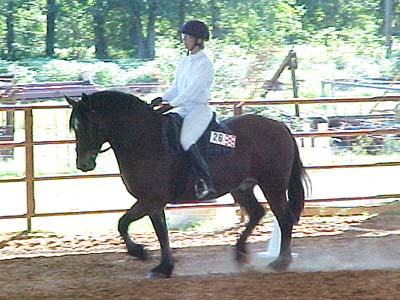 Thuy in dressage
