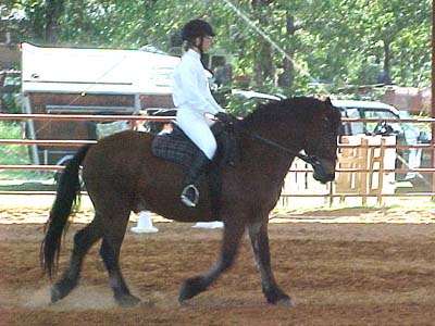 Thuy in dressage