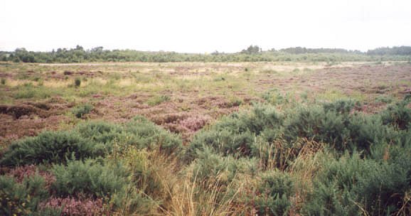 a non-clickable picture of Culloden Moor